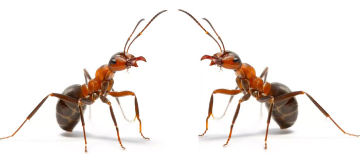Ant Control Lockleys