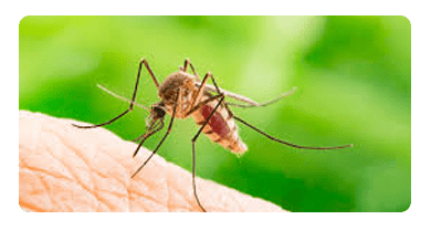 Mosquito Control in Lockleys
