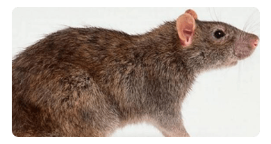 Rat and Mice Control Lockleys