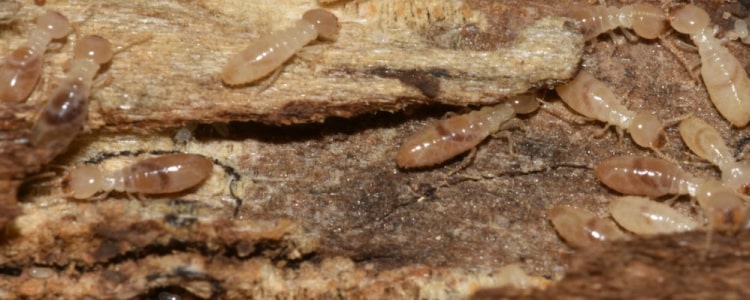 termite control lockleys